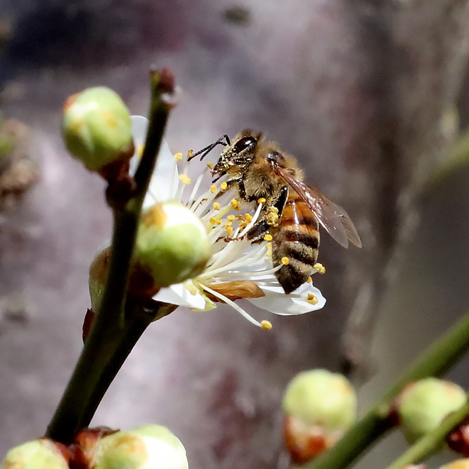 卜算子·咏梅